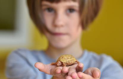 Pronašli  je na cesti:  Ivona (6) brine o albino kornjači Slatkici