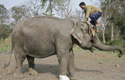 Ozlijeđenoj slonici Kuntalini morali operirati nogu