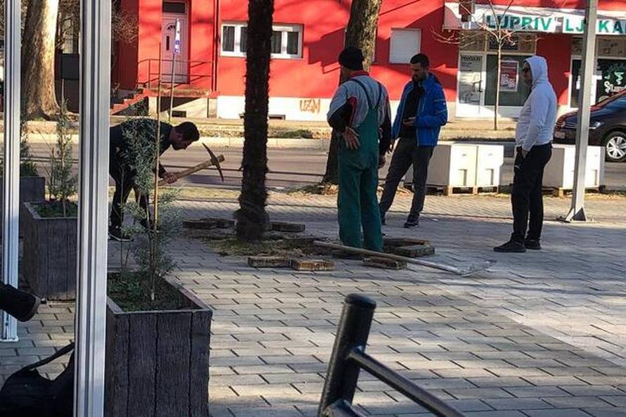 Bizarne scene u Mostaru: Htjeli prodati gradsku palmu preko oglasnika, krenuli je iskopavati