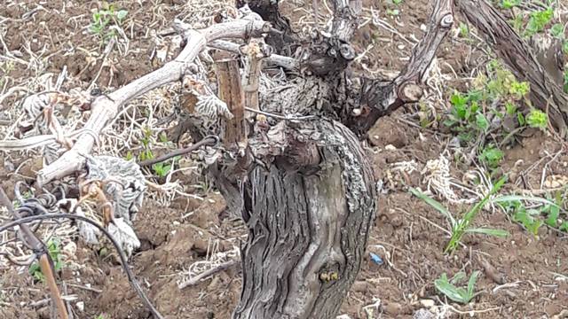 Mraz u Imotskom uništio je milijune trsova vinove loze