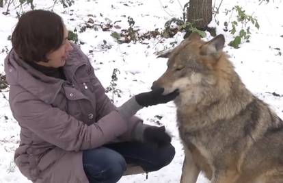 Pitomi su: Obitelj iz Bjelorusije za ljubimce ima četiri vuka 