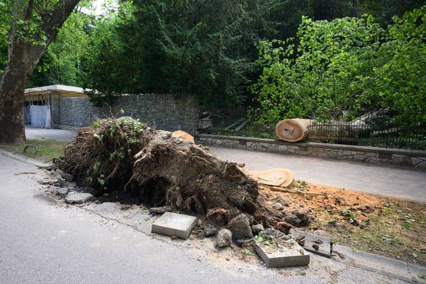 Zagreb: Veliko stablo srušilo se u Tuškancu i oštetilo ogradu kod javne garaže