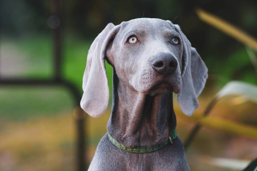 Ova fotografija nije AI, to su tri sestrice jantarnih očiju iz Siska!