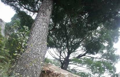 Omiš: Stablo spasilo kuću od 300 kila teške stijene 