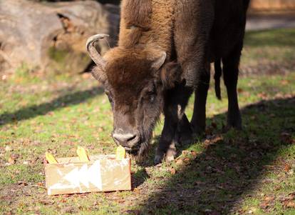 FOTO 'Djed Mraz' stigao u ZOO Zagreb i donio poslastice za sve