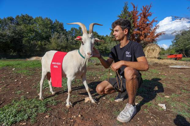 Vodnjan: Za Naj kozu 2025. godine izabrana je koza Jelena, vlasnika Mattea Muškovića 
