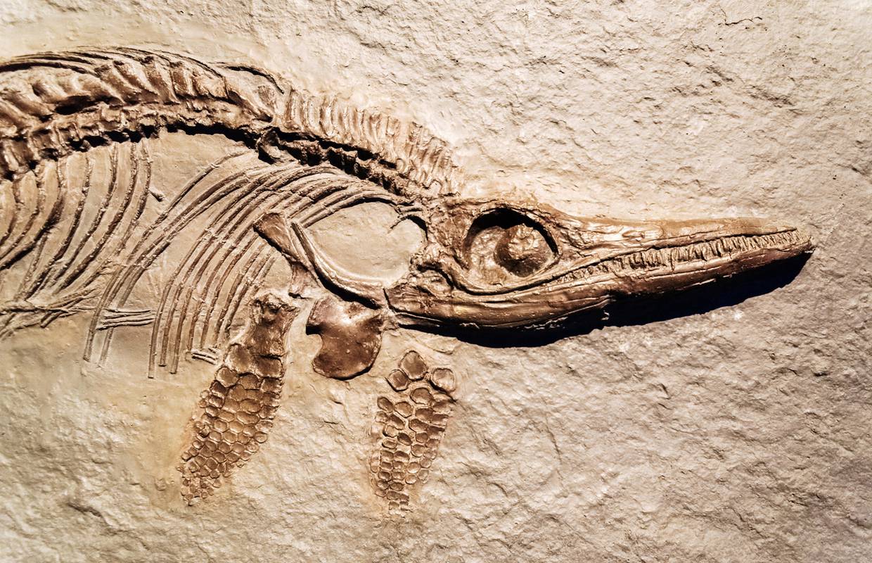 Znanstvenici pronašli fosil ihtiosaura u ledenjaku u Čileu