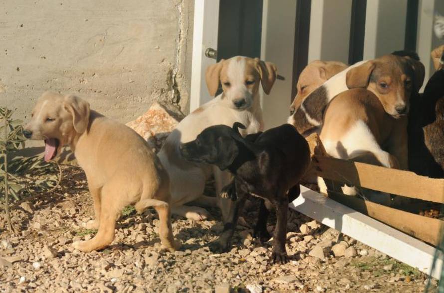 Hrvoje Jelavić/Pixsell