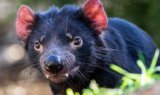 Tasmanijski vragovi rođeni na australskom kopnu, a tamo su prije 3000 godina izumrli