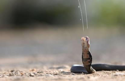 'Ulovio' trenutak: Skoro ga je popljuvala najotrovnija kobra