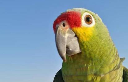 Pronašli Kimija: Češku papigu prepala je mačka pa je nestala tijekom ljetovanja u Zadru