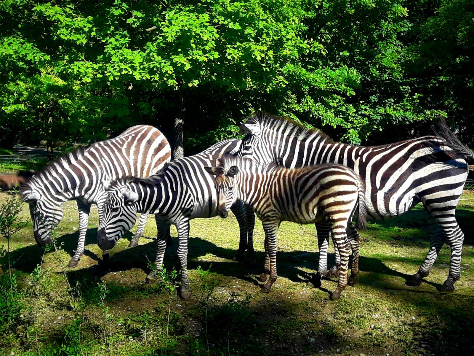 Zoološki vrt oduševio pričama i fotografijama za Majčin dan...