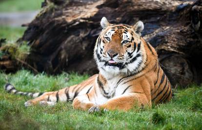 U samo mjesec dana u Nepalu su uginula četiri rijetka  tigra