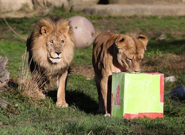 Tradicionalno darivanje životinja u zagrebačkom zoološkom vrtu na Štefanje