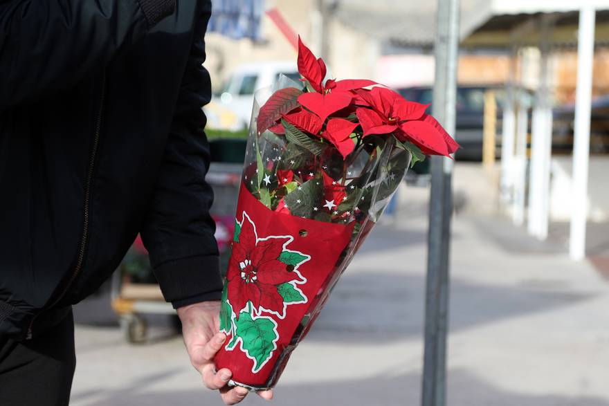 Top trikovi kako da vam božićna zvijezda traje do idućeg Božića