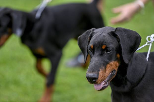 Velika Gorica: IDC Svjetsko prvenstvo pasmine doberman