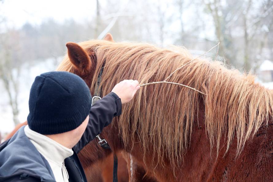 Da ove kobile nisu kod nas, vjerojatno bi bile u kobasama...