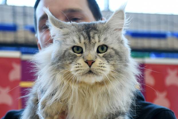 Otvorena revijalna izložba mačaka u Sisku 