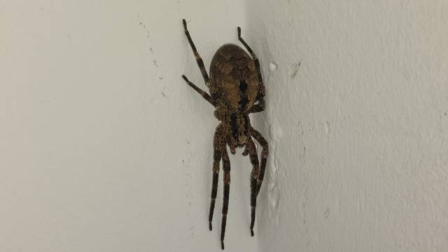 Azil Dumovec objavio fotku s intervencije: 'Ovaj pauk utjerao je strah u kosti ženi na Kajzerici'