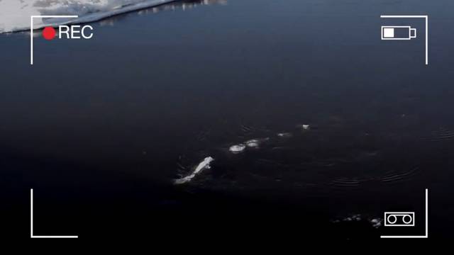 Dobili svoju Nessie? Snimili su "riječno čudovište" na Aljasci