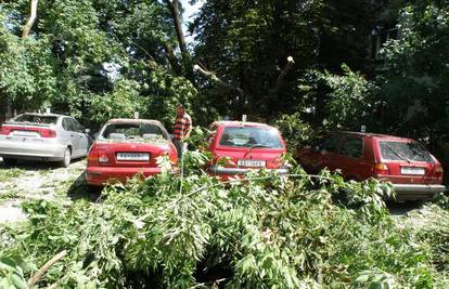 Stablo javora srušilo se na četiri parkirana automobila