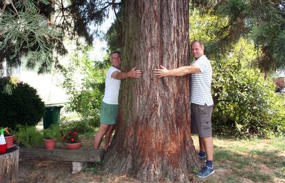 Drvo života: Bjelovarčaninu u dvorištu kuće raste sekvoja