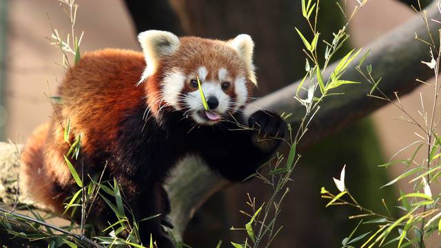 Najslađe crvene pande osvajaju internet, a ovim videom će vas