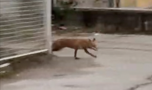 VIDEO Lisica šetala Velesajmom: 'Iznenadila me njena blizina'