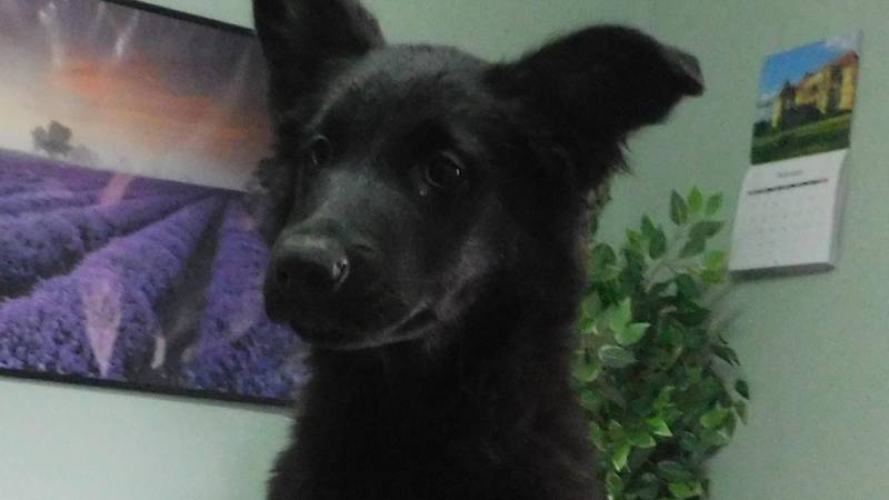 Mogu biti medo ako baš hoćete, ali ću biti samo - vaš Medo!