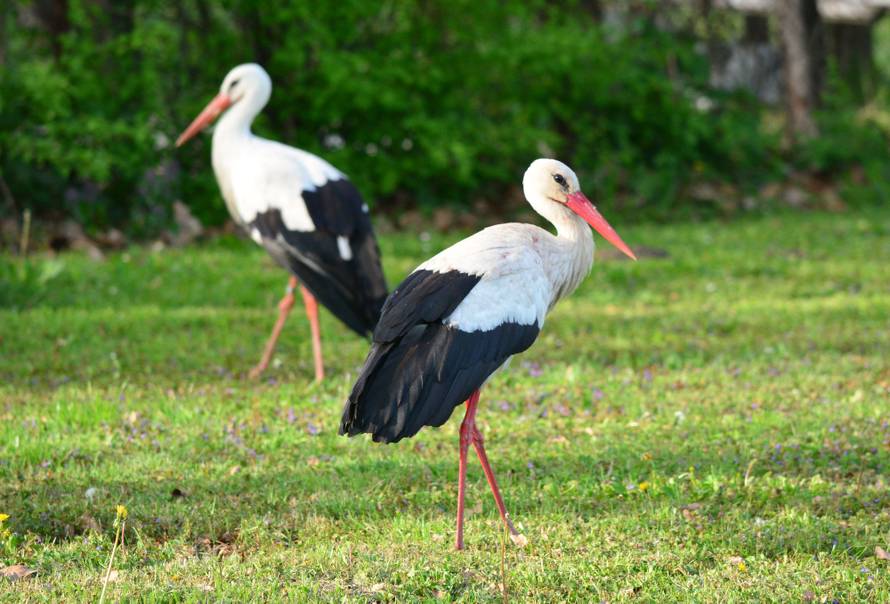 Ipak je živ! Klepetan se vratio Malenoj, razbio jaje u gnijezdu