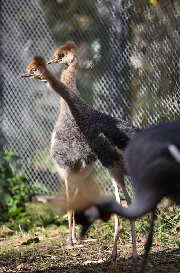 Zagrebački krunati ždralovi predstavljeni javnosti 