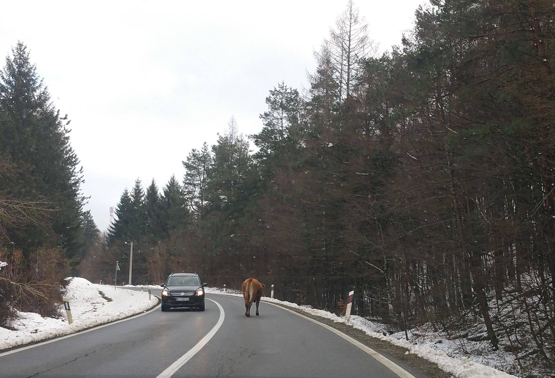 Krava šetala cestom u zavoju: 'Netko bi tako mogao stradati'