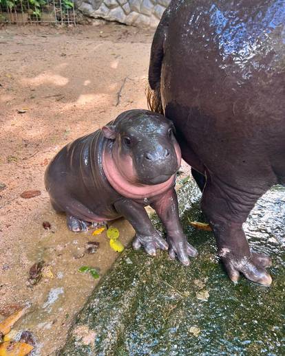 FOTO Predozirajte se slatkoćom: Ovo je Lololi. Patuljasti nilski konj i zvijezda zoološkog vrta