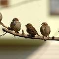 Pjev ptica utječe na sreću ljudi isto koliko i povišica na poslu