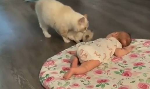 VIDEO Internet se topi: Maca 'upoznala' svog ma&ccaron;i&cacute;a s bebom