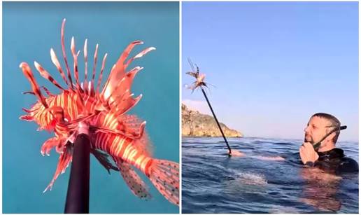 VIDEO Nova prijetnja Jadranu: Otrovna lavlja riba se &scaron;iri u Hrvatskoj, love je harpunima