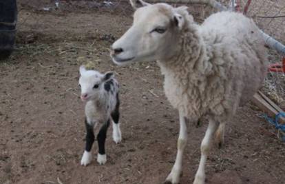 Mama ovca otjerala opasnog vuka u bijeg i zaštitila djecu! 