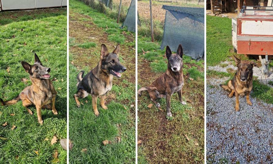 Udomite pse koji su tražili mine: 'Hrabro su spašavali ljudske živote, a sada traže novi dom'