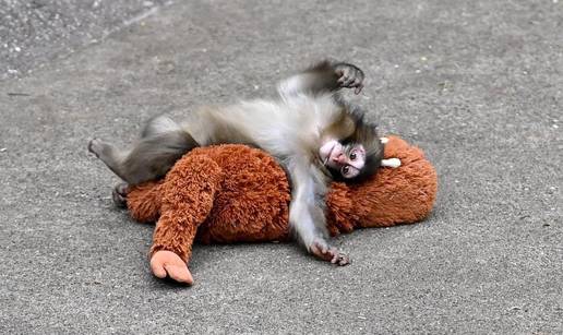 FOTO Stru&ccaron;njaci za majmune otkrili za&scaron;to je mama napustila Puncha. Ne&cacute;e vam se svidjeti...