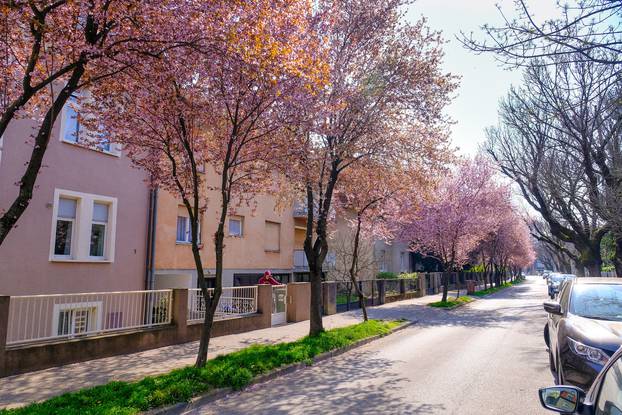 Dok je drveće u cvatu, Rusanova je jedna od ljepših ulica Zagreba