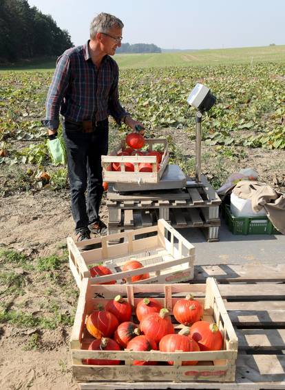 Pumpkin harvest