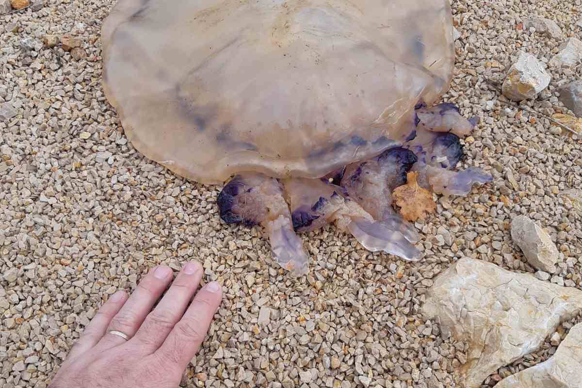 'Šetao sam na Krku i naišao na meduzu. Bila je baš ogromna'