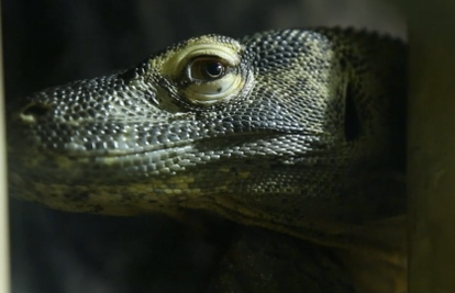 Smrtonosna senzacija u Zoo-u: Komodski varan živi u Zagrebu