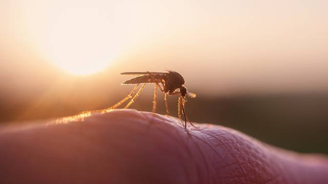 Za manje uboda: Evo koje boje privlače, a koje tjeraju komarce