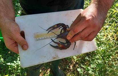 Signalni rak prijeti Plitvičkim jezerima: 'Jede sve što stigne, zbog njega se urušava obala'