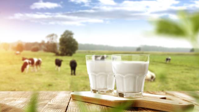 Hrvatsko mlijeko neka svaki dan bude na našim jelovnicima...