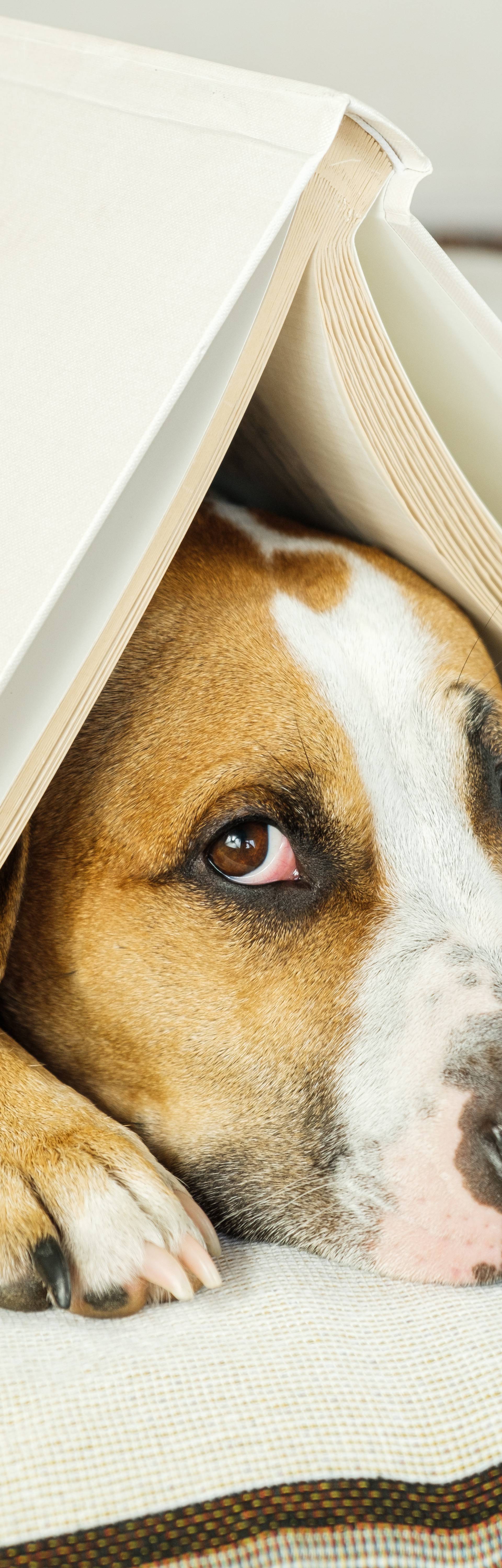 Young dog under a book in the form of a house roof and looks up 