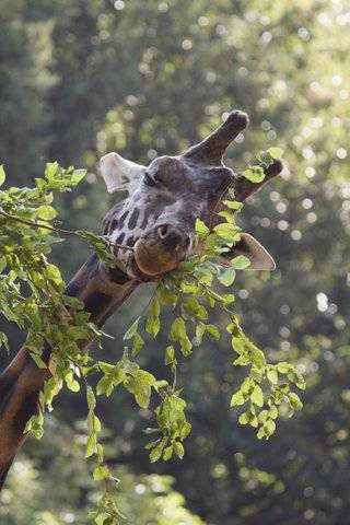 Najstarija žirafa: Prepao se poplave, poskliznuo i uginuo
