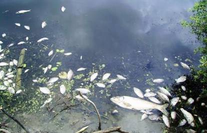 Zbog poplava je uginulo od 100 do 150 kilograma ribe