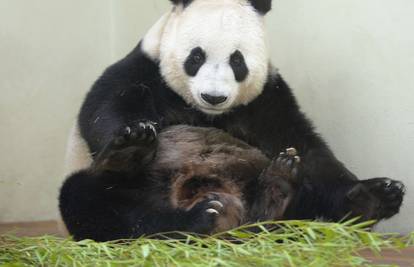 Svi se pitaju: Hoće li se panda Tian Tian uskoro okotiti?